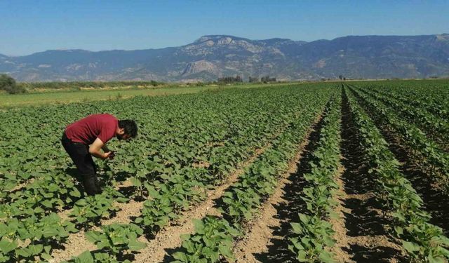 Söke’de ayçiçeği tarlaları taranıyor