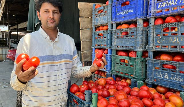 Tarla domatesi çıktı kilosu 30 TL
