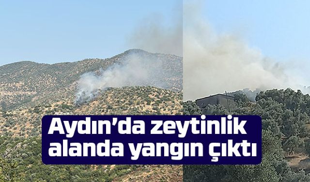 Aydın’da zeytinlik alanda yangın çıktı