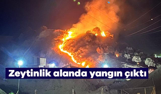 Aydın'da zeytinlik alandaki yangın büyümeden söndürüldü