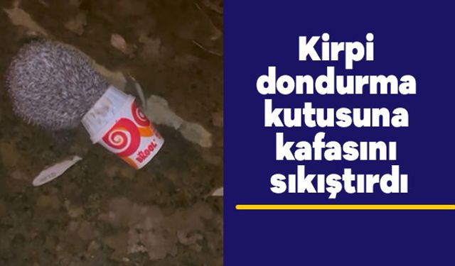Kirpi dondurma kutusuna kafasını sıkıştırdı