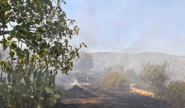 Didim’de makilik ve zeytinlik yangını korkuttu