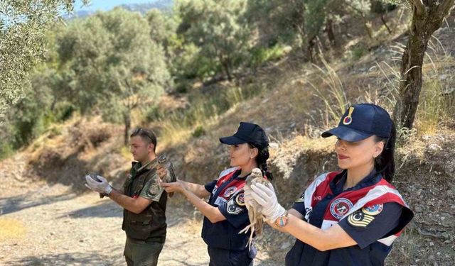 Doğa koruma faaliyetinde 25 bıldırcın ve 21 keklik ele geçirildi
