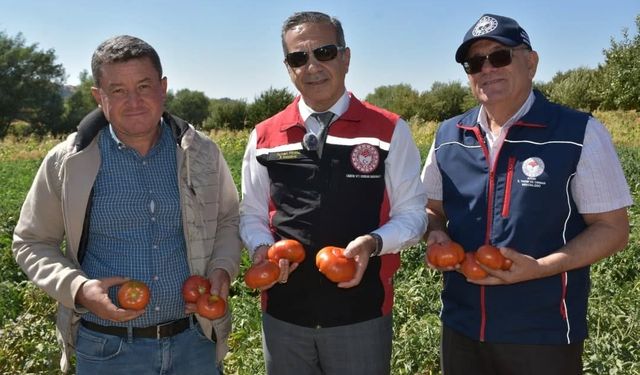 TAKE Projesi Kapsamında Domates Hasadı Başladı