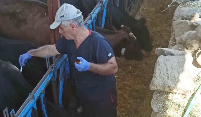 Nazilli’de şap hastalığına karşı aşılama çalışmaları sürüyor