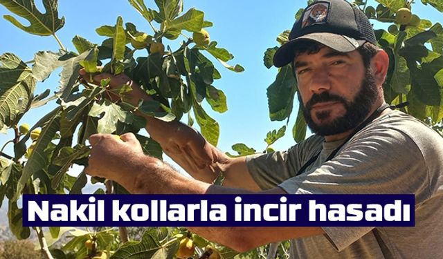 Nakil kollarla incir hasadı