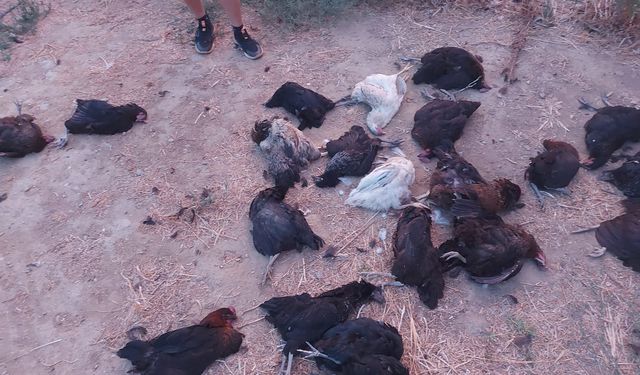 İncirliova'da kümese giren sokak köpekleri 25 tavuk telef etti