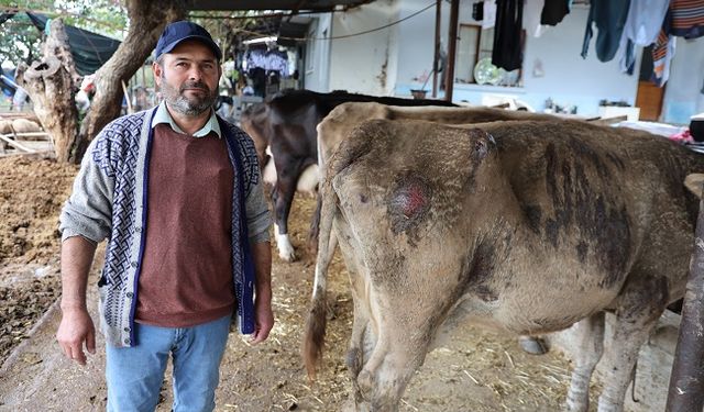 Hayvanları sele kapılan Aktaş: "Adam boyu sel geldi"