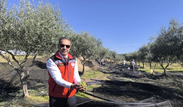 Aydın zeytin üretiminde ilk üçte