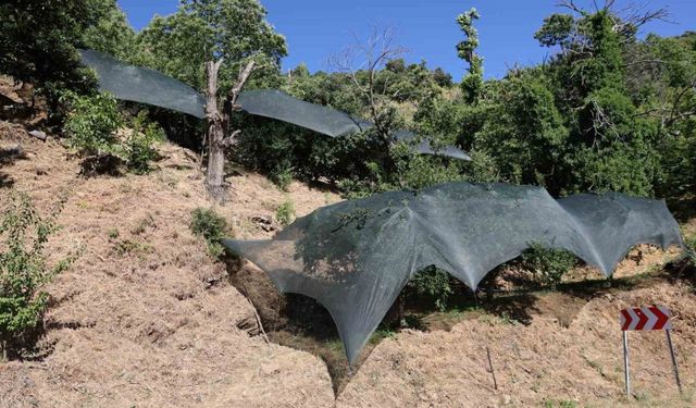 Aydın’da don afeti mağduru üreticilere 50 milyon liralık destek