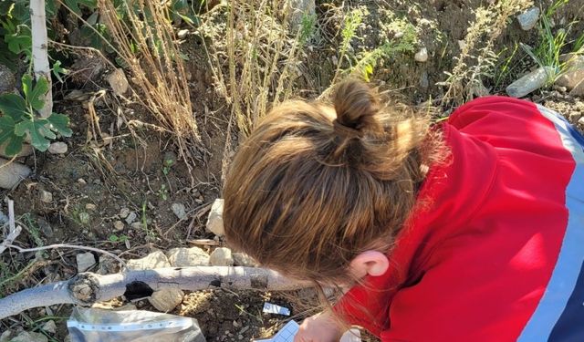 Buharkent’te meyve sineğiyle mücadele aralıksız sürüyor