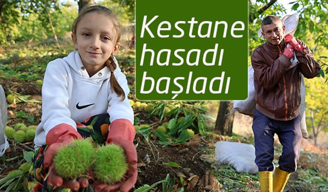 Aydın'daki kestane üreticilerini hasat telaşı sardı