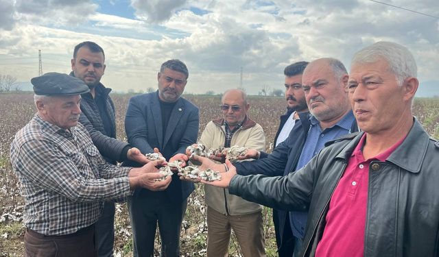 İncirliova’da Dolu Felaketi: 6 Bin Dönüm Pamuk Tarlası Zarar Gördü