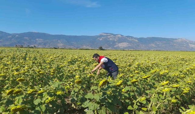 Söke’de 2025 yılı destekleme ürün çalışmaları yapıldı