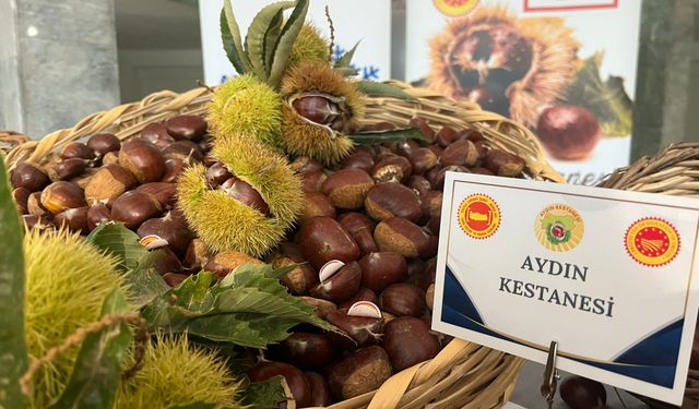Aydın’daki ilk kestanelerin kilosu 550 liradan alındı