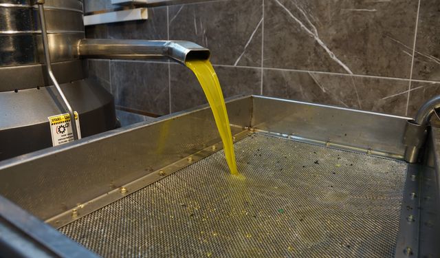 Aydın’da zeytinin yağa dönüşümü başladı