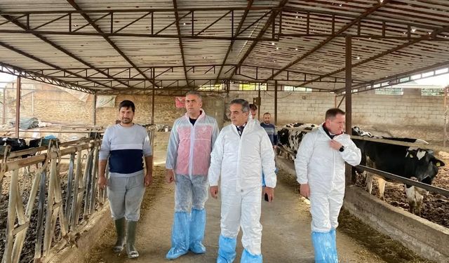 Aydın'da şap hastalığına karşı 565 bin 687 doz aşı uygulandı