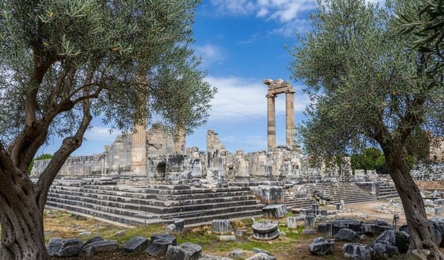 Başkan Gençay: 'Zeytin ağacı Didim'in hafızasıdır'