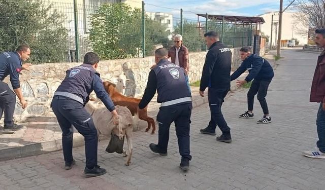 Germencik'te başıboş keçiler toplandı