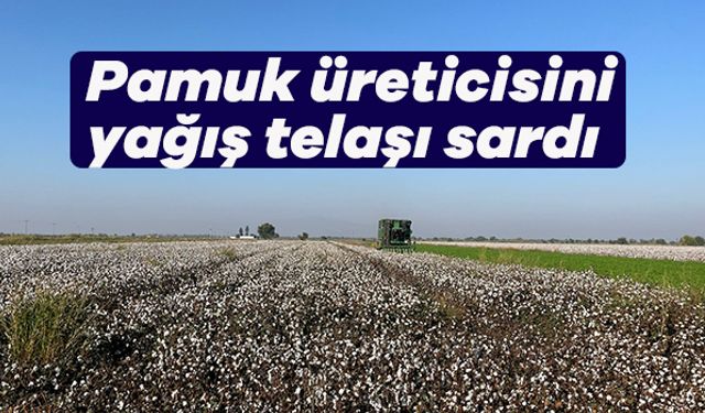 Yağışlar pamuk üreticisini zarara soktu