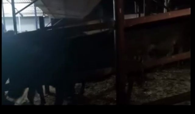 Pasaportsuz hayvan transferi yapanlar cezasız kalmadı