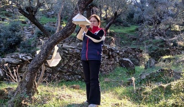 Söke'de zararlı popülasyonunda artış görüldü