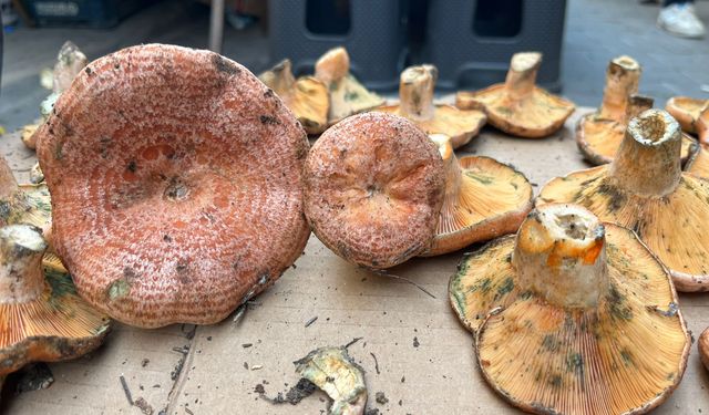 Çıntar çıktı fiyatlar el yakıyor