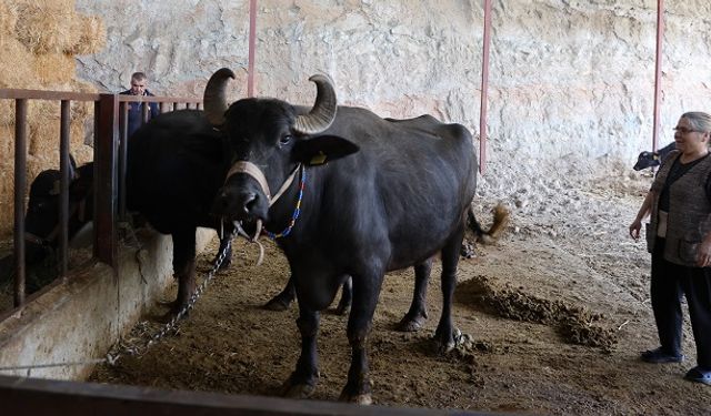 Mandadan gelen altın lezzet