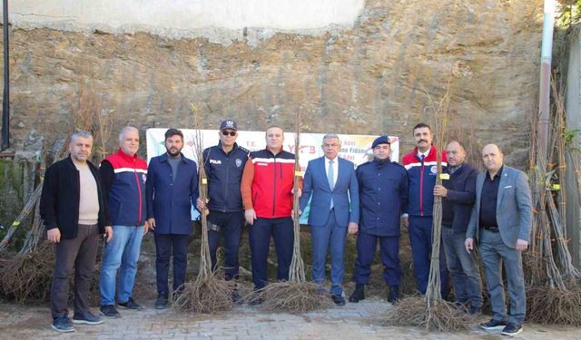 Köşklü üreticilere kestane fidanı dağıtıldı