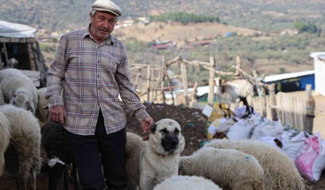 Şap karantinası meraları boşalttı