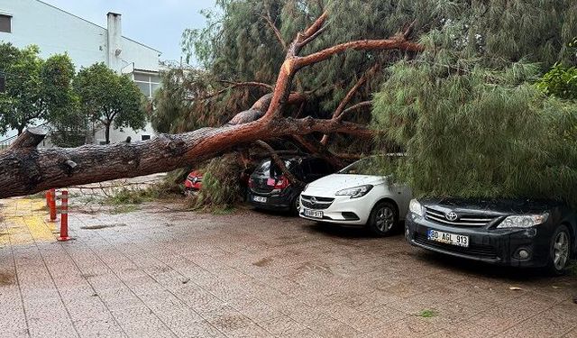 Aydın’da çam ağacı devrildi 4 araç zarar gördü