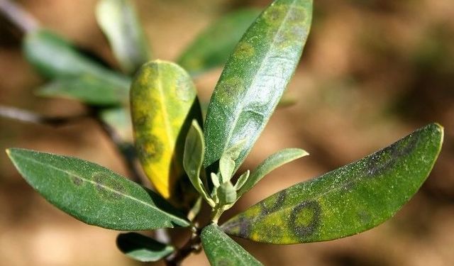 Zeytinde halkalı leke hastalığı ile mücadele çağrısı