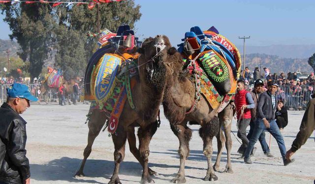 Deve güreşlerinde, 'Bu sene mangal yakılmayacak, basın mensupları dışarıya çıkarılacak'