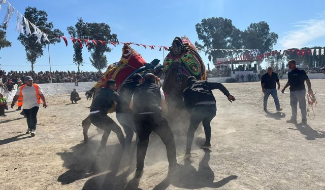 Şap karantinası kalktı, deve güreşleri İncirliova’da başladı