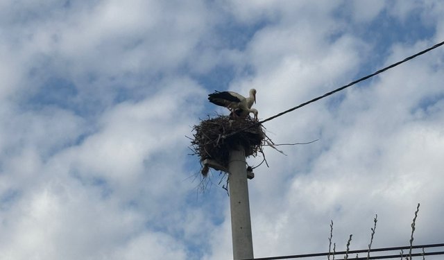 Bozdoğan'da baharın müjdecisi leylekler yuvalarına döndü