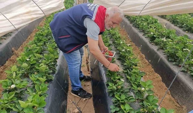 Köşk'te çilekte pestisit denetimi sürüyor