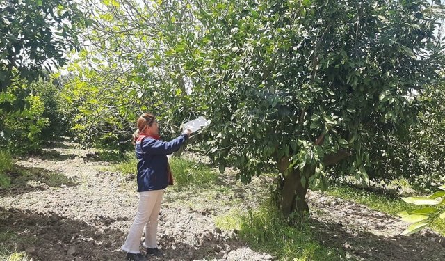 Tarım arazilerinde hastalık ve zararlı mesaisi