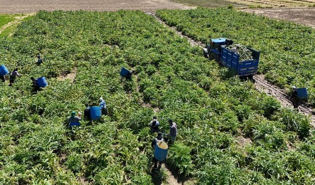 Kişi başı asgari ücretin 4 katına kadar gelir elde edilebiliyor