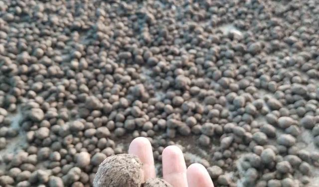 Bozdoğan'da salep hasadı kontrol altında
