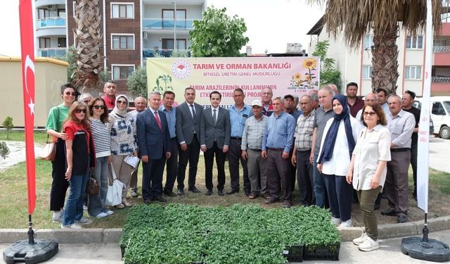 Buharkent'te 38 bin domates fidesi dağıtıldı
