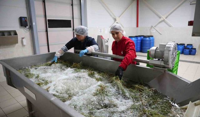 Efeler'in fabrikasında yaz mesaisi
