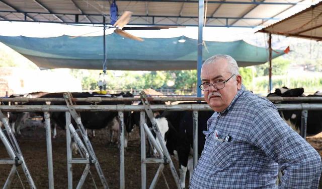 Aydın'da çöl sıcakları inekleri strese soktu; ahırlar vantilatör ile serinletiliyor