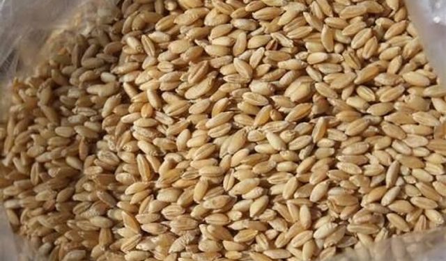 Aydın Ticaret Borsası günlük hububat fiyatlarını açıkladı