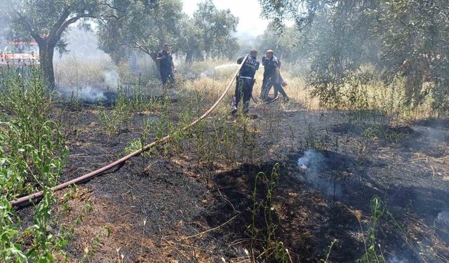 Ot biçerken zeytinliği yaktı