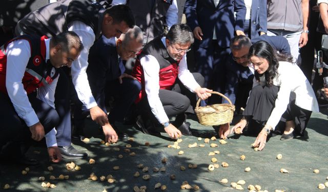 Bakan Yumaklı Aydın'da incir hasadına katıldı