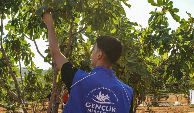 Germencik'te gönüllü gençler incir hasadına katıldı