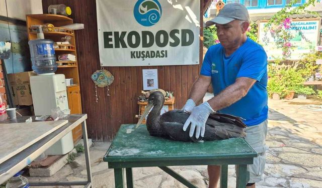 Nadir görülen karaleylek Sazlı'da yaralı halde bulundu
