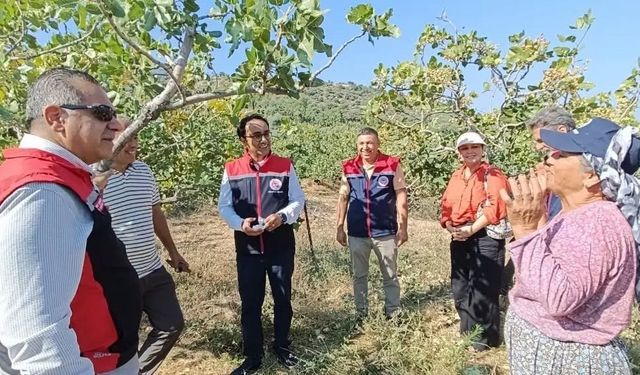 Yenipazar'da antepfıstığı hasadı başladı
