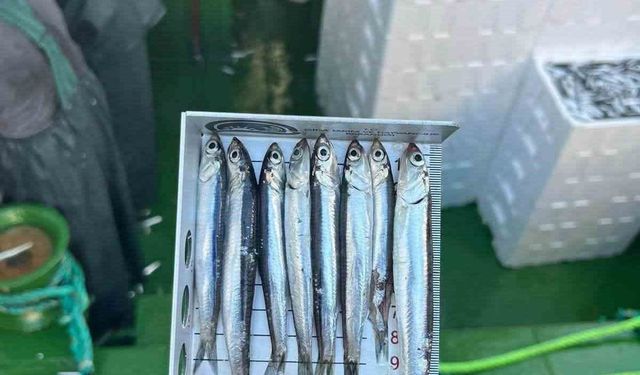 Didim'de 'Hamsi Kotası' denetimi yapıldı