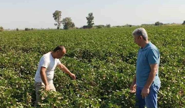 Didim'de pamuk tarlalarında zararlı denetimi